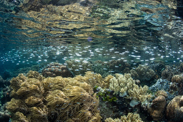Naklejka na ściany i meble Fish and Beautiful Coral Reef