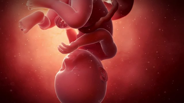 medical 3d animation of a fetus - week 37
