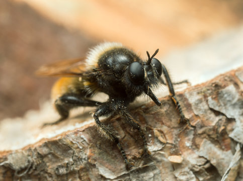 Robber fly, Laphria flava on wood
