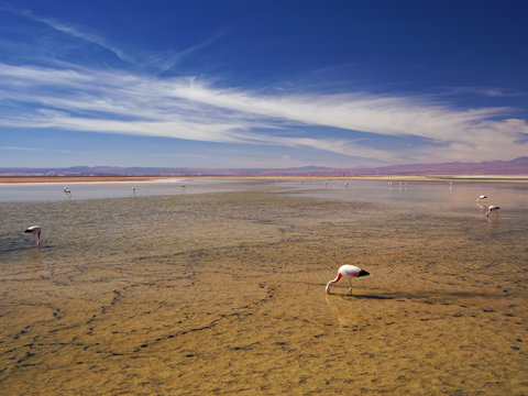 Flamingos en una laguna Atacama Chile
