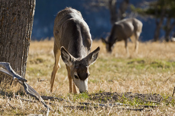 deer in the Waterton National Park
