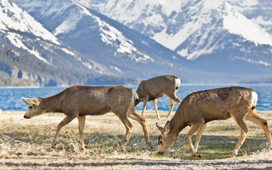 deer in the Waterton National Park