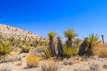 Fototapeta na wymiar Cactus, Red Rock Canyon, Nevada, USA
