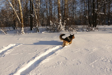 Собака немецкая овчарка на снегу зимним днем
