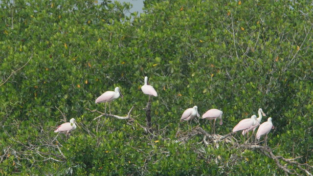 4K Roseate Spoonbill (Platalea ajaja) Rookery 1