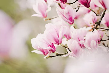 Foto auf Acrylglas Magnolie schöner Magnolienbaum