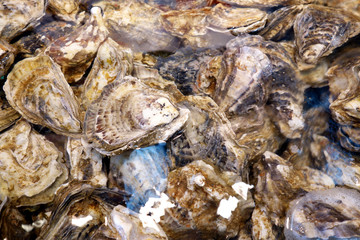 oysters 