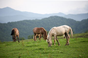 Obraz na płótnie Canvas 牧場の馬