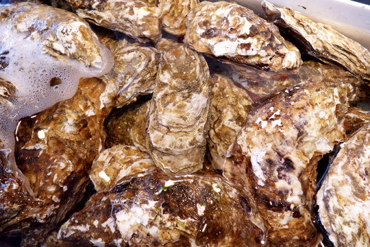 oysters 