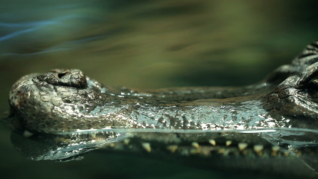 Alligator is a large crocodile in the water