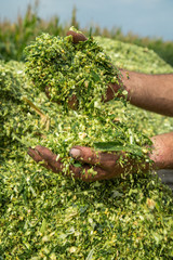Farmer's hands holding freshly harvested silage corn maize