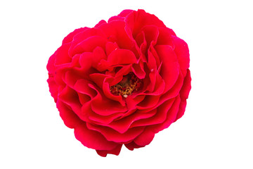 Red rose on a white background, close-up