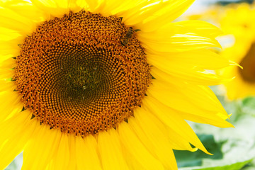 bee on a sunflower