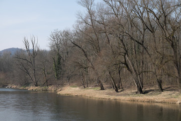Fototapeta na wymiar Wald am Flussufer