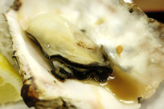 蛎