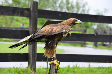 Hawk