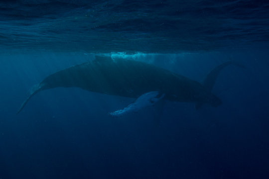 Humpback Whales in Dark Blue Water