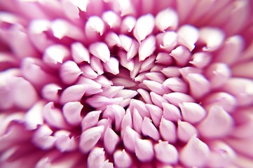 Obraz premium Blume nahaufnahme