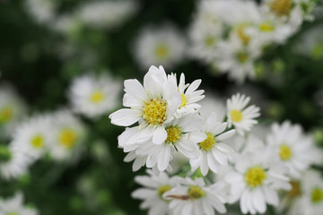 Fototapeta na wymiar Beautiful white pyrethrum flowers