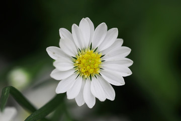 Fototapeta premium Beautiful white pyrethrum flowers
