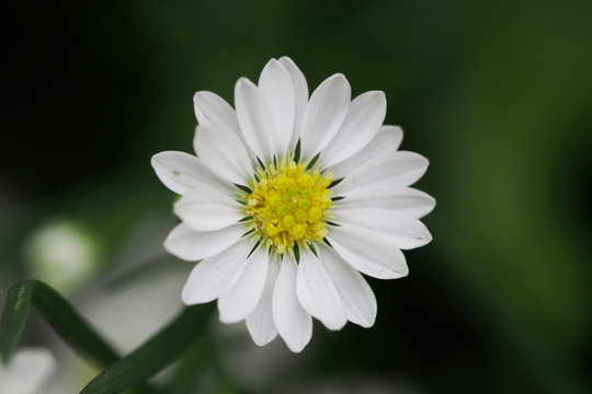 Beautiful white pyrethrum flowers