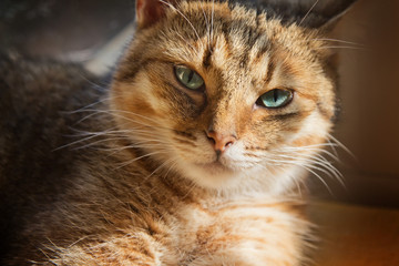 Close up portrait of beautiful domestic cat