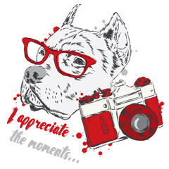 Pit bull with a camera. Dog vector. Hipster. Greeting card with a dog. Photographer.