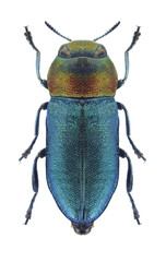 Beetle metallic wood borer Anthaxia hypomelaena