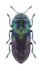 Beetle metallic wood borer Anthaxia dimidiata