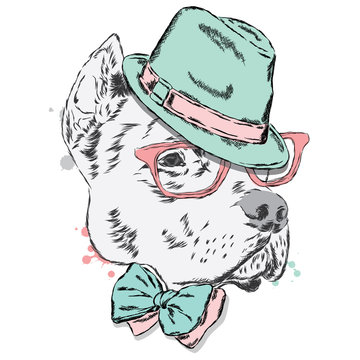 Pit bull in a hat and tie. Dog vector. 