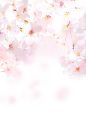 Naklejki  Sakura zdjęcie pionowe białe