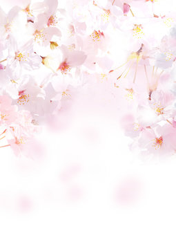 桜 写真 縦 白