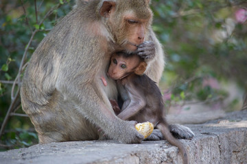 サルの親子の愛