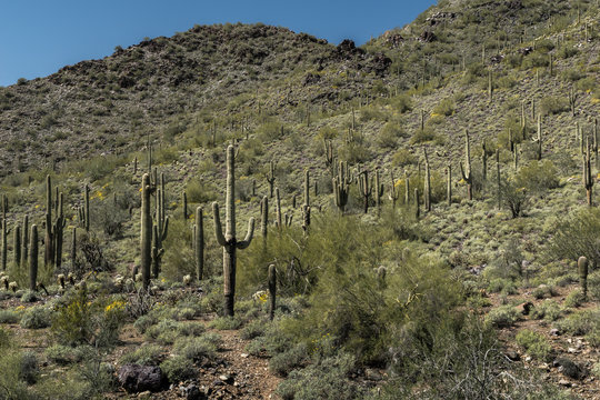The Beauty and Diversity of the Arizona Desert
