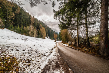 mountain roadin a forest of conifers