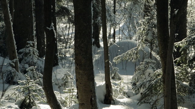 Winter forest with sun light, snowflakes, trees, snowdrifts. Spruce branches swinging шт the light wind and under the weight of snow. Snowflakes gleam with sunlight.