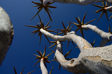 Quiver Trees, Keetmanshoop, Namibia