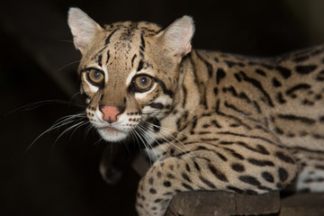 Ocelot in the Zoo