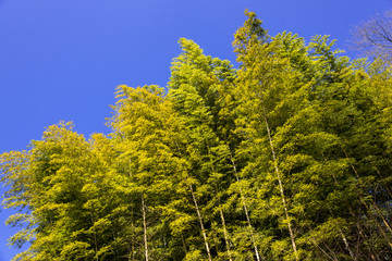 国東半島の長安寺・竹林