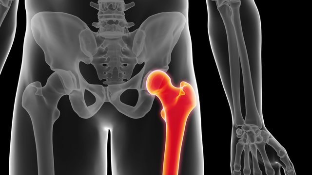 medical 3d animation of the femur bone