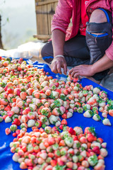 Harvest packing Strawberry Blueberry at field.