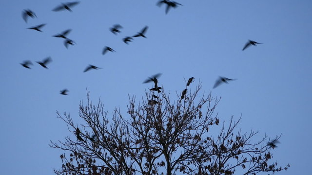 Birds flying away from the tree