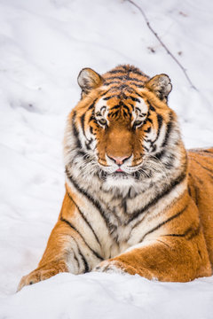 Amur aka Siberian Tiger resting on snow portrait