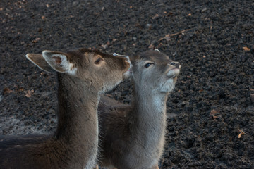 Obraz premium Tenderness. A pair of deer closeup.