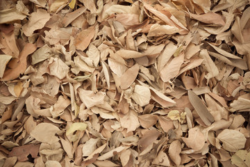 Dried leaves texture for background