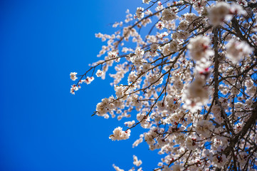 Obraz premium Apricot blossom