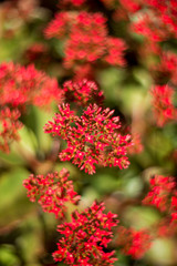 Obraz premium Close-up of cluster of red flowers (Red Kalanchoe)