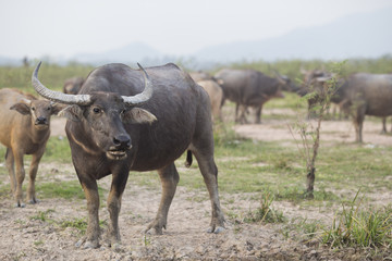 Naklejka na ściany i meble Thai Buffalo or carabao walk over the field