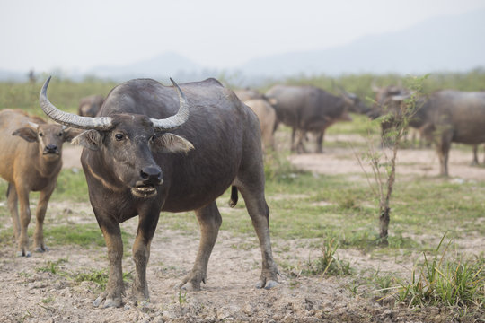 Thai Buffalo or carabao walk over the field