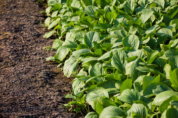Chinese kale vegetable in garden